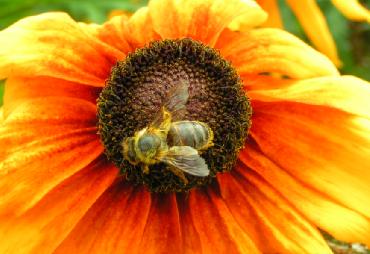 pszczola.JPG